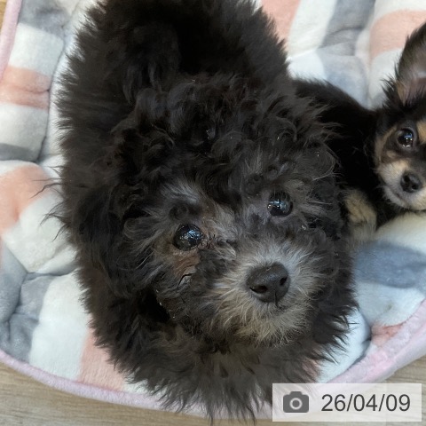 トイ・プードルの写真