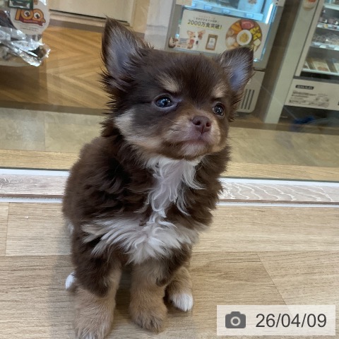 チワワの写真