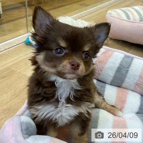 チワワの写真