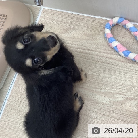 長崎県のカニンヘンダックスフンド(ロング) (ペットプラス 長崎店/2026年2月3日生まれ/女の子/ブラックタン)の子犬の4枚目の画像