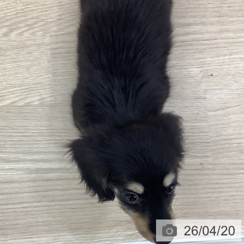 長崎県のカニンヘンダックスフンド(ロング) (ペットプラス 長崎店/2026年2月3日生まれ/女の子/ブラックタン)の子犬の3枚目の画像