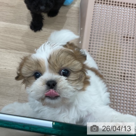 熊本県のシーズー (ペットプラス 熊本店/2026年2月4日生まれ/女の子/ホワイトゴールド)の子犬の4枚目の画像