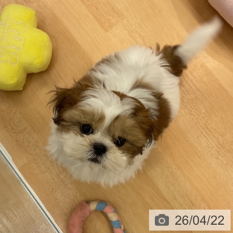 熊本県のシーズー (ペットプラス 熊本店/2026年2月4日生まれ/女の子/ホワイトゴールド)の子犬の3枚目の画像