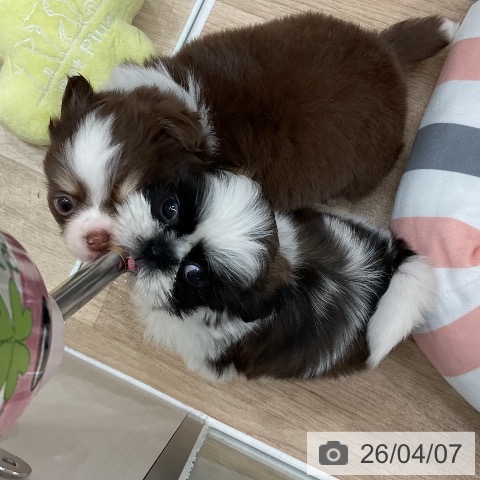 シー・ズーの写真