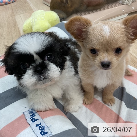 シー・ズーの写真