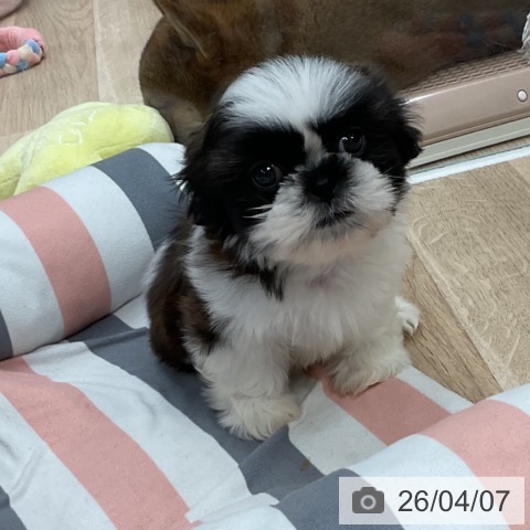 シー・ズーの写真