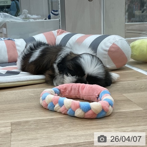 シー・ズーの写真