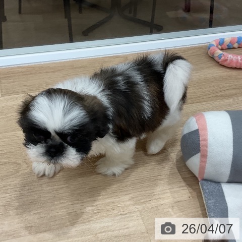 シー・ズーの写真