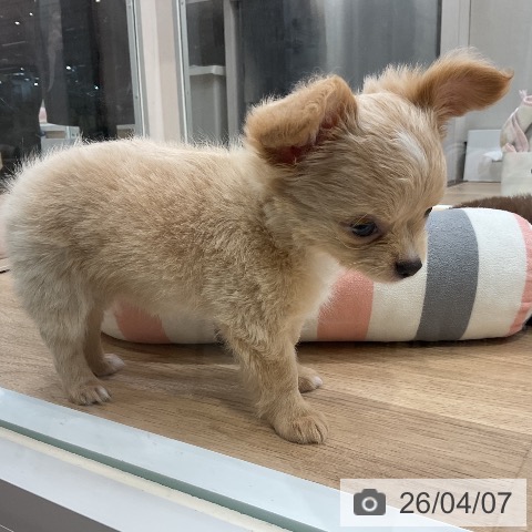 福岡県のチワワ(ロング) (ペットプラス 八幡東店/2026年2月5日生まれ/女の子/クリームホワイト)の子犬の4枚目の画像