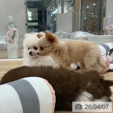 福岡県のチワワ(ロング) (ペットプラス 八幡東店/2026年2月5日生まれ/女の子/クリームホワイト)の子犬の3枚目の画像