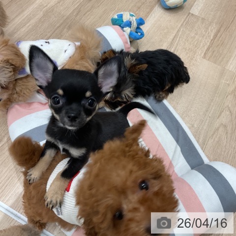 福岡県のチワワ(ロング) (ペットプラス 八幡東店/2026年2月5日生まれ/女の子/ブラックタンホワイト)の子犬の4枚目の画像