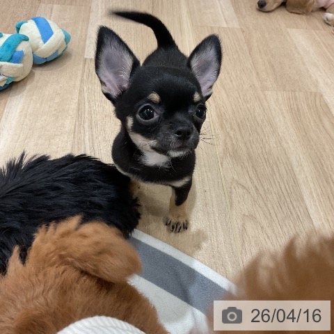 福岡県のチワワ(ロング) (ペットプラス 八幡東店/2026年2月5日生まれ/女の子/ブラックタンホワイト)の子犬の3枚目の画像