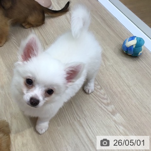 沖縄県のチワワ(ロング) (ペットプラス 沖縄ライカム店/2026年2月5日生まれ/男の子/クリーム)の子犬の4枚目の画像