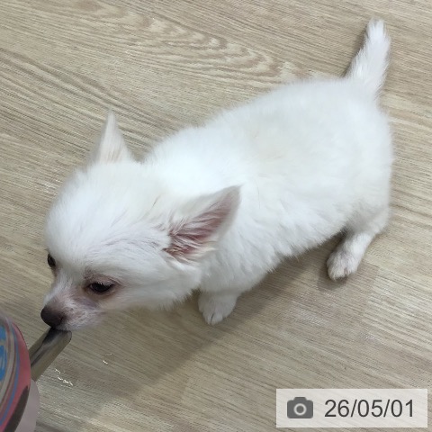 沖縄県のチワワ(ロング) (ペットプラス 沖縄ライカム店/2026年2月5日生まれ/男の子/クリーム)の子犬の3枚目の画像