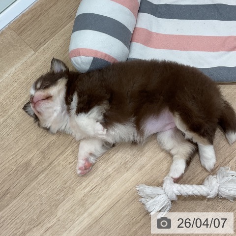 福岡県のチワワ(ロング) (ペットプラス 八幡東店/2026年2月5日生まれ/女の子/チョコレートタンホワイト)の子犬の4枚目の画像