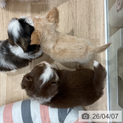 福岡県のチワワ(ロング) (ペットプラス 八幡東店/2026年2月5日生まれ/女の子/チョコレートタンホワイト)の子犬の3枚目の画像