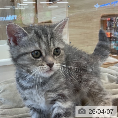 アメリカンショートヘアの写真