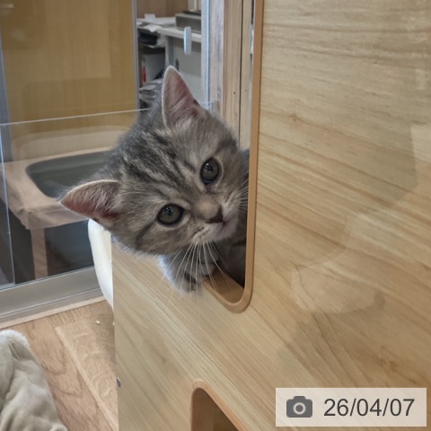 福岡県のアメリカンショートヘアー (ペットプラス 福岡店/2026年2月5日生まれ/女の子/ブルーパッチドタビー)の子猫の3枚目の画像