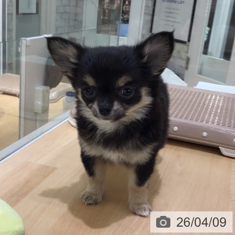 熊本県のチワワ(ロング) (ペットプラス 熊本店/2026年2月5日生まれ/女の子/ブラックタンホワイト)の子犬の3枚目の画像