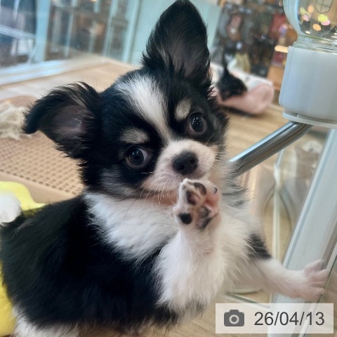 福岡県のチワワ(ロング) (ペットプラス ららぽーと福岡店/2026年2月5日生まれ/男の子/ブラックタンホワイト)の子犬の4枚目の画像