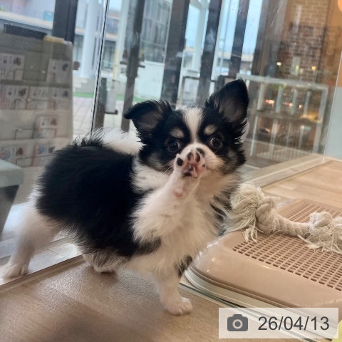 福岡県のチワワ(ロング) (ペットプラス ららぽーと福岡店/2026年2月5日生まれ/男の子/ブラックタンホワイト)の子犬の3枚目の画像