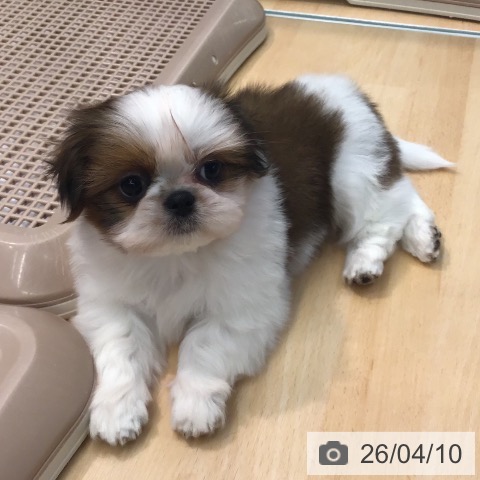 熊本県のシーズー (ペットプラス 熊本店/2026年2月2日生まれ/男の子/ゴールドホワイト)の子犬の3枚目の画像