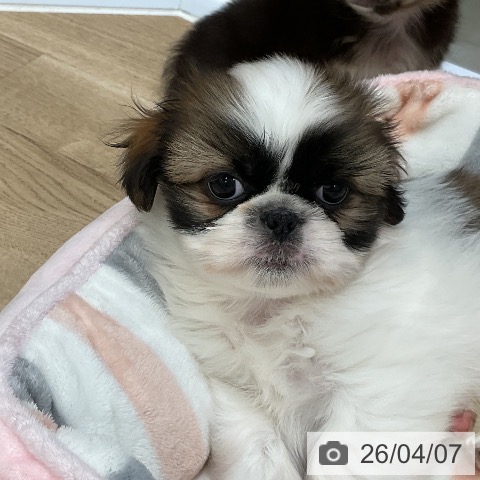 シー・ズーの写真