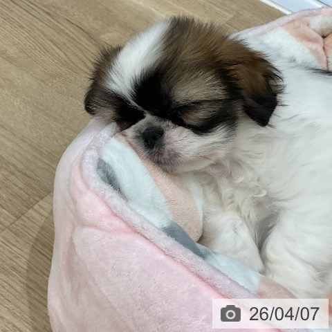 シー・ズーの写真