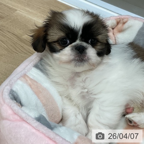 シー・ズーの写真