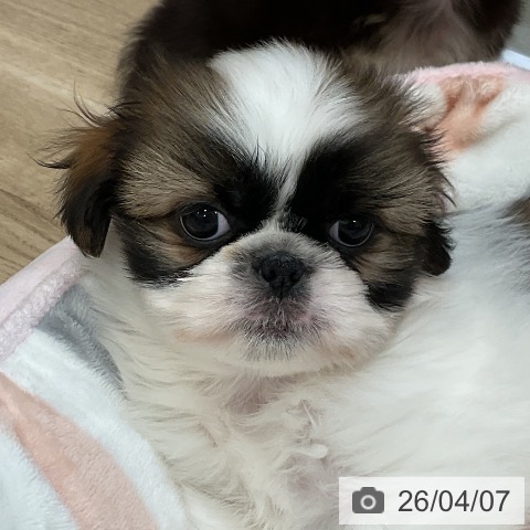 シー・ズーの写真