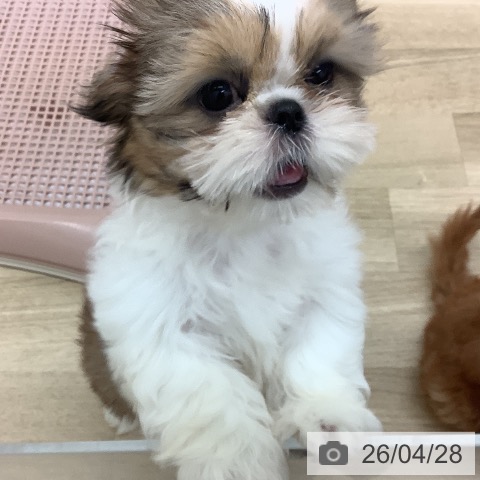 宮崎県のシーズー (ペットプラス 宮崎店/2026年2月1日生まれ/女の子/ゴールドホワイト)の子犬の4枚目の画像