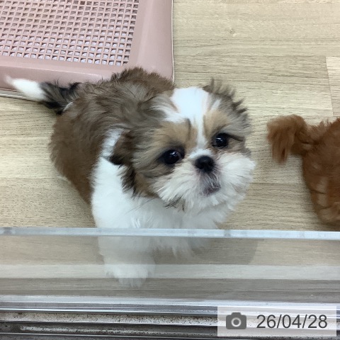 宮崎県のシーズー (ペットプラス 宮崎店/2026年2月1日生まれ/女の子/ゴールドホワイト)の子犬の3枚目の画像