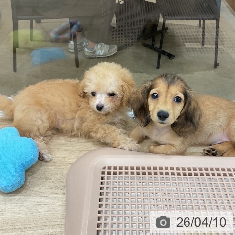 ミニチュア・ダックスフンドの写真