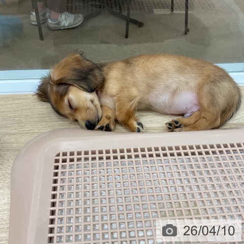 ミニチュア・ダックスフンドの写真