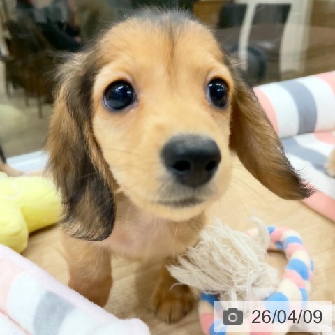 福岡県のミニチュアダックスフンド(ロング) (ペットプラス 八幡東店/2026年2月4日生まれ/男の子/シェーデットイエロー)の子犬の4枚目の画像