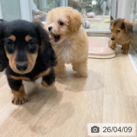 福岡県のミニチュアダックスフンド(ロング) (ペットプラス 八幡東店/2026年2月4日生まれ/男の子/シェーデットイエロー)の子犬の3枚目の画像