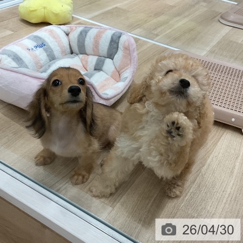 福岡県のミニチュアダックスフンド(ロング) (ペットプラス 八幡東店/2026年2月4日生まれ/男の子/シェーデットイエロー)の子犬の3枚目の画像