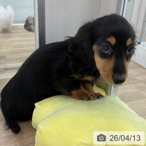 福岡県のミニチュアダックスフンド(ロング) (ペットプラス 八幡東店/2026年2月4日生まれ/男の子/ブラックタン)の子犬の4枚目の画像