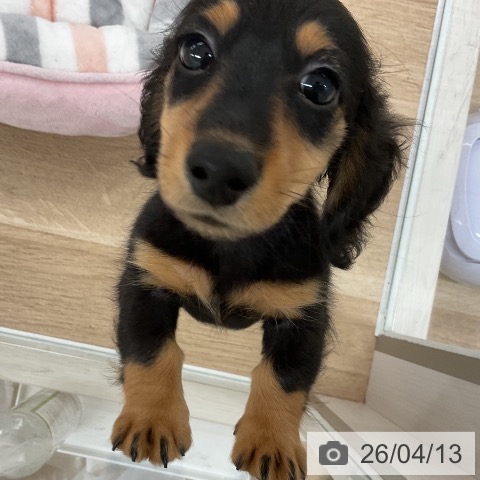 福岡県のミニチュアダックスフンド(ロング) (ペットプラス 八幡東店/2026年2月4日生まれ/男の子/ブラックタン)の子犬の3枚目の画像