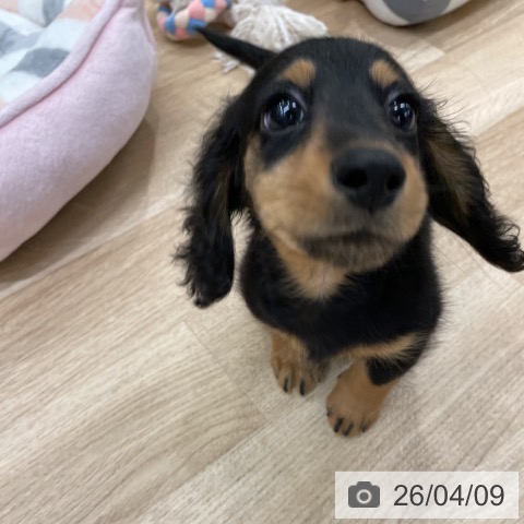 福岡県のミニチュアダックスフンド(ロング) (ペットプラス 八幡東店/2026年2月4日生まれ/男の子/ブラックタン)の子犬の4枚目の画像