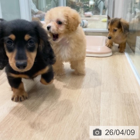 福岡県のミニチュアダックスフンド(ロング) (ペットプラス 八幡東店/2026年2月4日生まれ/男の子/ブラックタン)の子犬の3枚目の画像