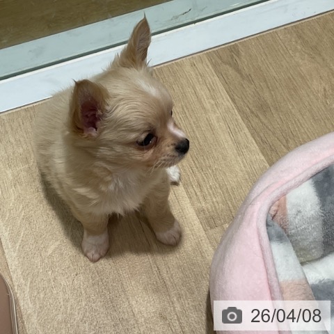 チワワの写真