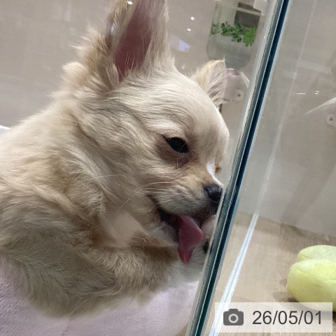 チワワの写真
