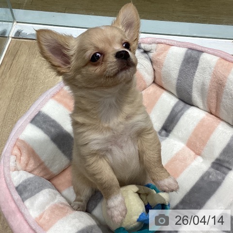 福岡県のチワワ(ロング) (ペットプラス 小倉南店/2026年2月3日生まれ/女の子/クリームホワイト)の子犬の4枚目の画像