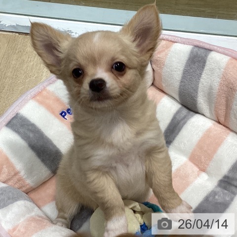 福岡県のチワワ(ロング) (ペットプラス 小倉南店/2026年2月3日生まれ/女の子/クリームホワイト)の子犬の3枚目の画像