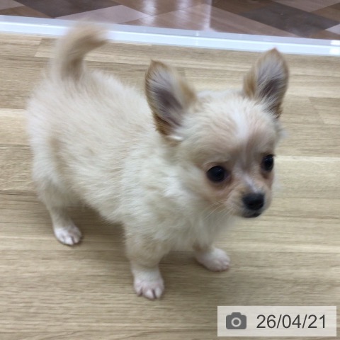 宮崎県のチワワ(ロング) (ペットプラス 宮崎店/2026年2月3日生まれ/女の子/クリームホワイト)の子犬の4枚目の画像