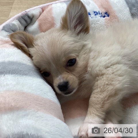 宮崎県のチワワ(ロング) (ペットプラス 宮崎店/2026年2月3日生まれ/女の子/クリームホワイト)の子犬の3枚目の画像