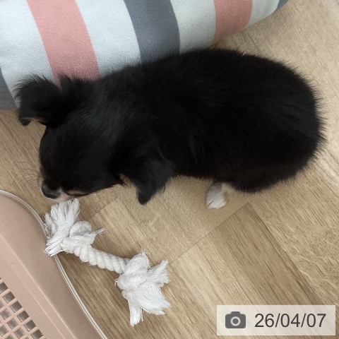 福岡県のチワワ(ロング) (ペットプラス 八幡東店/2026年2月3日生まれ/女の子/ブラックタンホワイト)の子犬の4枚目の画像