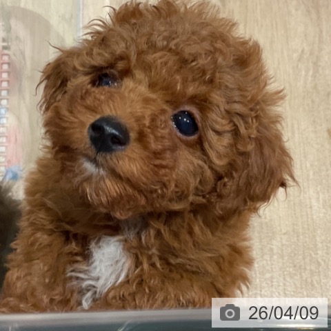 福岡県のトイプードル(トイ) (ペットプラス 小倉南店/2026年2月4日生まれ/男の子/レッド)の子犬の4枚目の画像