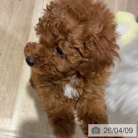 福岡県のトイプードル(トイ) (ペットプラス 小倉南店/2026年2月4日生まれ/男の子/レッド)の子犬の3枚目の画像